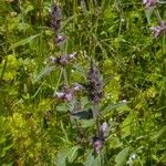 Stachys alpina Kvet
