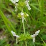 Stachys rectaBlomma