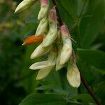 Lathyrus ochraceus Fruct