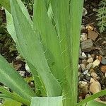 Eryngium yuccifolium Blad