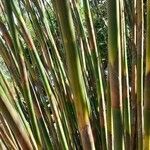 Casuarina equisetifolia Bark