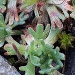 Saxifraga exarata Hoja