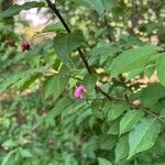 Euonymus verrucosus Leaf