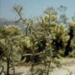 Cylindropuntia ramosissima Bark