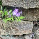 Phacelia bipinnatifida Flor