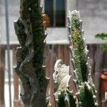 Stapelia grandiflora Leaf