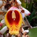 Alpinia zerumbet Flor