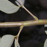 Desmodium cajanifolium Bark