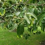 Castanea mollissima Folha