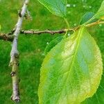 Prunus insititia 葉