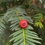 Taxus baccata Fruit