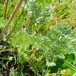 Artemisia atrata Leaf