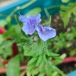 Echium plantagineumFlor