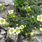 Saxifraga squarrosa Floare