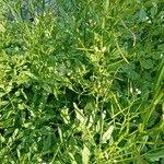 Cardamine flexuosa Habitat