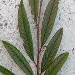 Cotoneaster salicifolius Levél