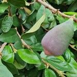 Ficus pumila Fruit