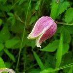 Clematis viorna Blüte