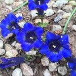 Gentiana acaulis Квітка