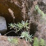 Echium brevirame Staniste