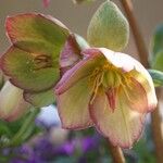 Helleborus orientalis Flower