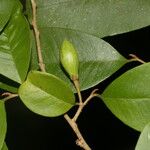 Chrysophyllum hirsutum Gyümölcs