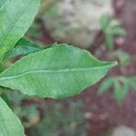Zanthoxylum asiaticum पत्ता