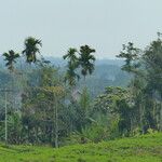 Areca catechu Habit