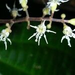 Miconia gracilis ফুল