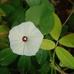 Ipomoea obscura Virág