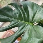 Monstera deliciosa Blad