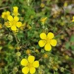 Potentilla argentea Цвят