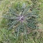 Cirsium eriophorum Habit