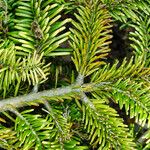 Abies fraseri Delienn