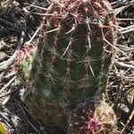 Echinocereus viridiflorus Frunză