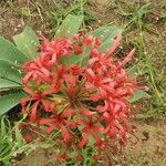 Ammocharis tinneana Λουλούδι