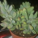 Crassula rogersii Yaprak