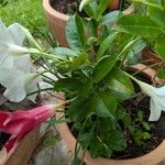 Mandevilla laxaÇiçek