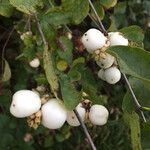 Symphoricarpos albus Fruto