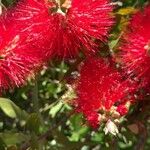 Callistemon citrinusBlodyn