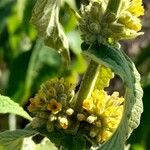 Buddleja stachyoides Çiçek