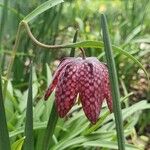 Fritillaria meleagris Kvet
