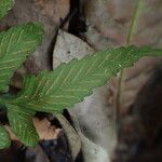 Asplenium macrophlebium Leaf