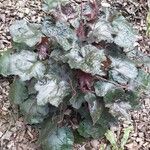 Heuchera micrantha Folha