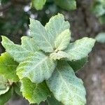 Quercus suber Leaf