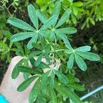 Lupinus angustifolius Likasa