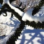 Araucaria araucana Blad