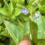 Veronica americana Flower