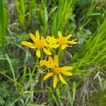 Senecio ampullaceus Flower