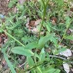 Myosotis laxa Leaf